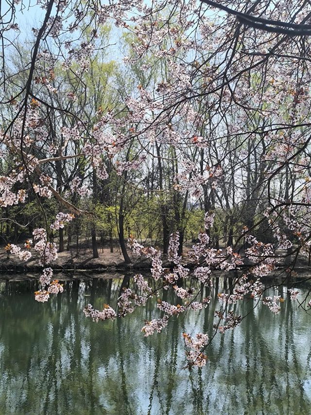 北京朝陽奧林匹克森林公園｜春日頂流花海
