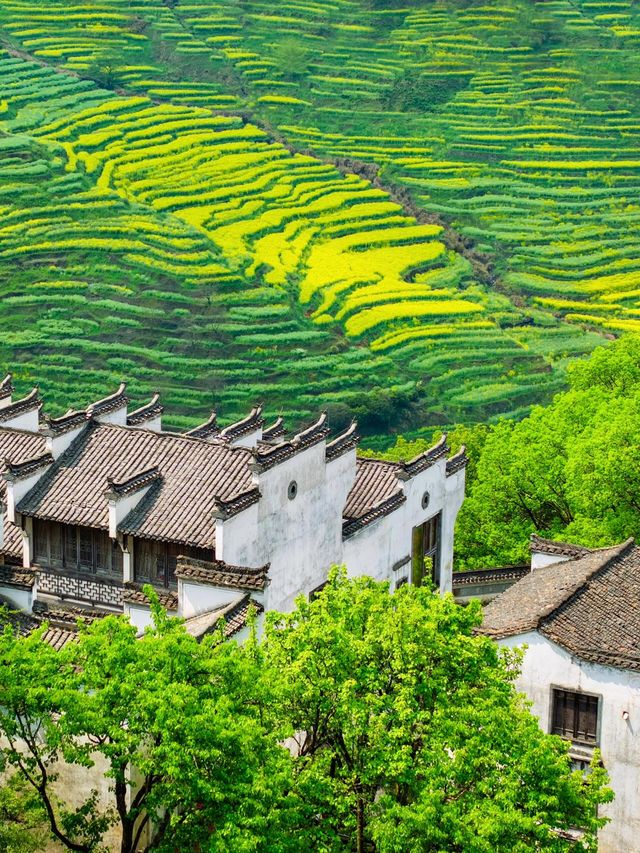 尋夢婺源：油菜花海與徽派建築的千年詩畫