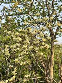 Spring in Hangzhou is the best