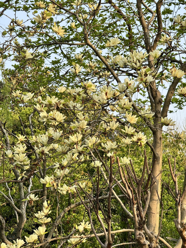 Spring in Hangzhou is the best