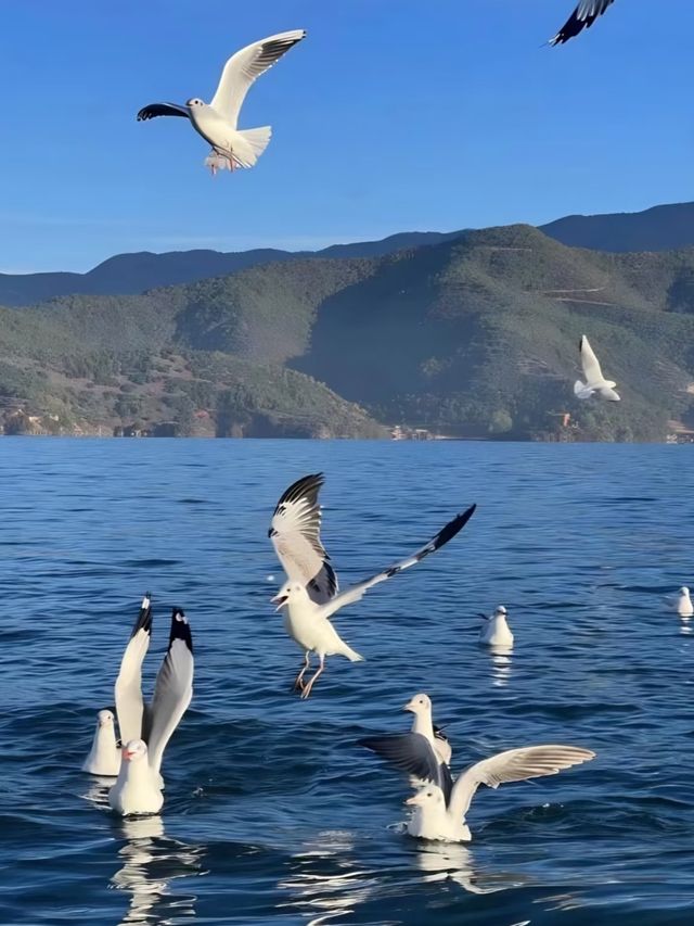 專為瀘沽湖這扇窗而來