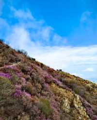 大連大黑山杜鵑花海超詳細遊玩攻略
