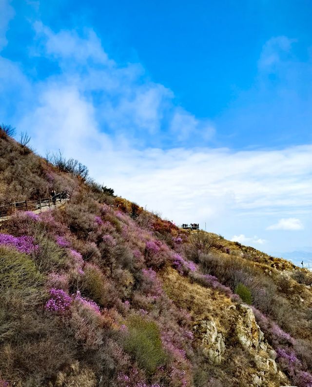 大連大黑山杜鵑花海超詳細遊玩攻略