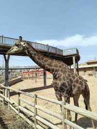 蘭州野生動物園攻略！看萌獸逛海洋，親子遊必打卡