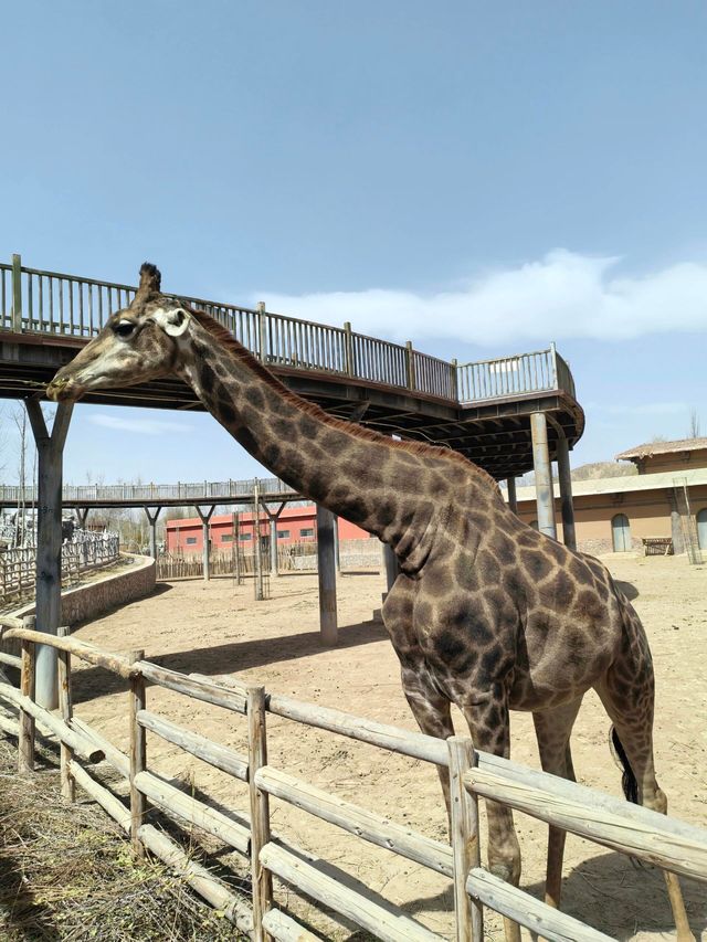 蘭州野生動物園攻略！看萌獸逛海洋，親子遊必打卡
