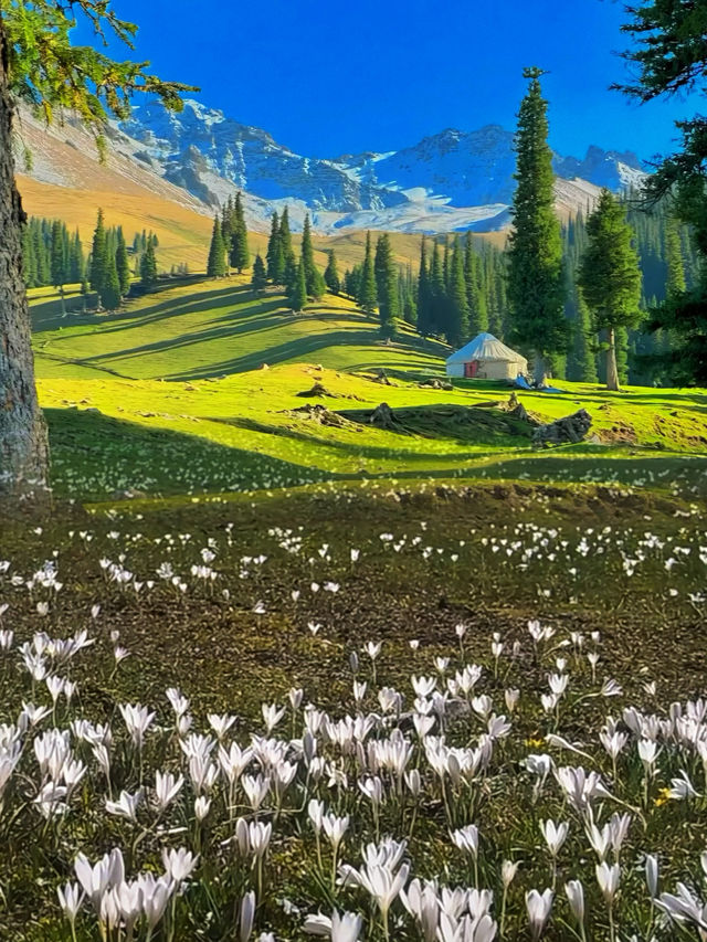那拉提的午夜牧歌：誰在雪山腳下點燃了那盞孤獨的燈？