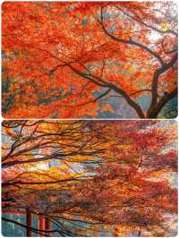 杭州小眾去處，秋景打卡地大揭秘