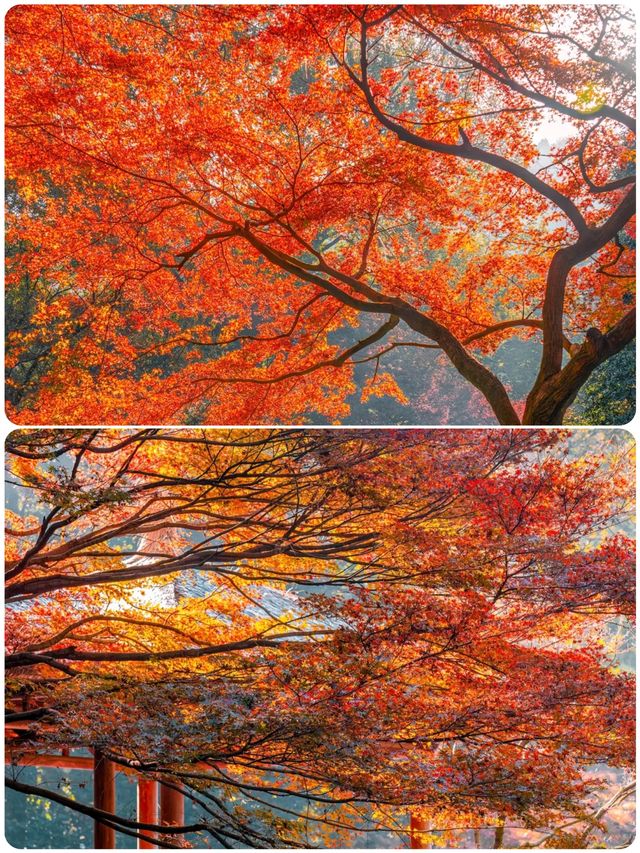 杭州小眾去處，秋景打卡地大揭秘