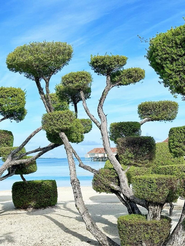 馬爾代夫麗世南阿里環礁度假村嘅拖尾沙灘同彩虹都真係太靚喇！