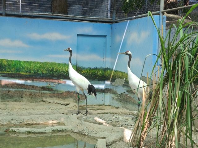探秘蓉城野趣：成都動物園漫遊指南