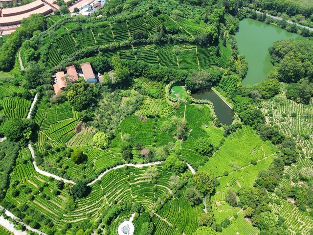 雁南飛茶田景區