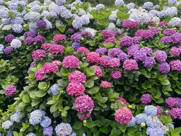 🌸 台灣夏日的浪漫理由：繡球花季 🌸