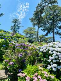 小田原城 | 繡球花與古城的浪漫邂逅