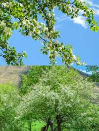 唔喺瑞士，5 - 8月嘅川西靚到講唔出嘢