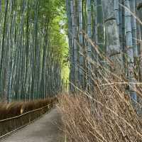 Adventures in Arashiyama 