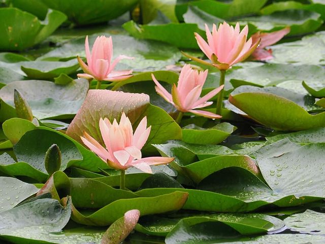 圓明園雨荷攝影指南