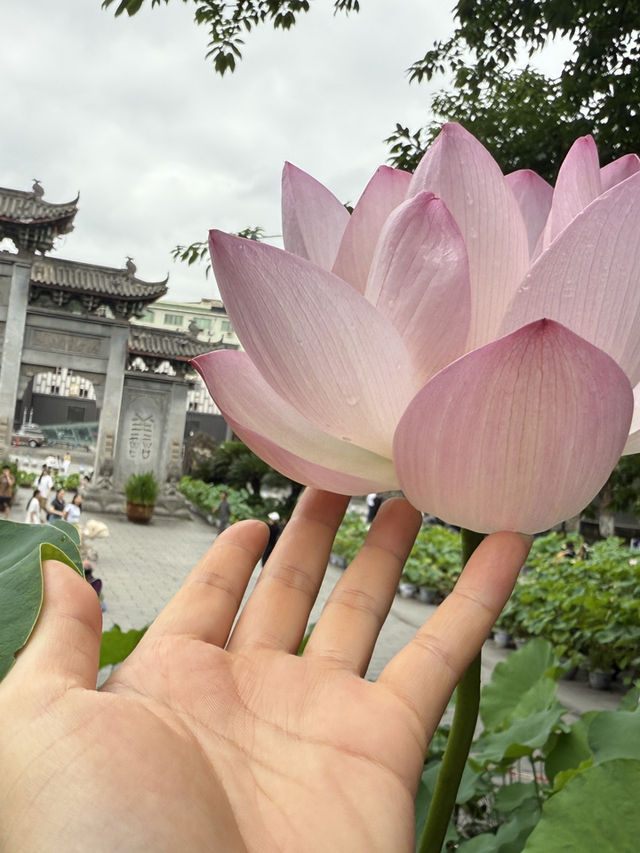 重慶华岩寺六月荷花展
