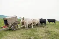 2024年蒙古馬超級聯賽總決賽激動開賽
