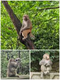 ## 黔靈山公園避猴指南