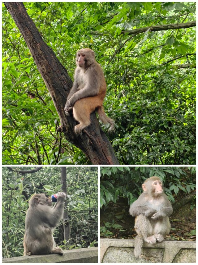 ## 黔靈山公園避猴指南