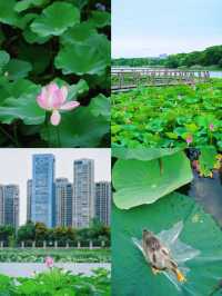 合肥賞荷攻略｜夏日限定版城市美學