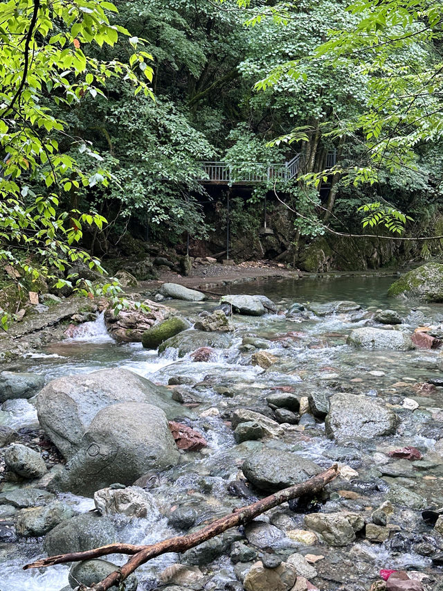 神農架帶寵物避暑遊｜一貓一狗的清涼假期