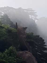 黃山「避雨」實錄：暴雨預警下的驚喜晴日與雲海奇觀