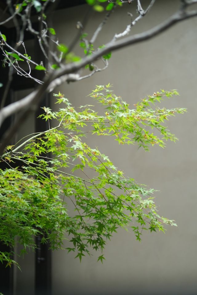 成都呢間酒店嘅光影入面，藏住雪松香嘅溫柔暴擊