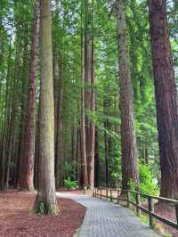 Redwoods Treewalk遊覽攻略：樹冠間的奇幻之旅