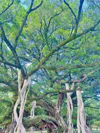 翠影繚繞・福州國家森林公園的森呼吸