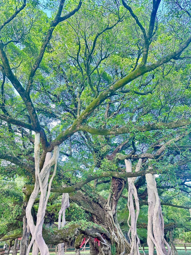 翠影繚繞・福州國家森林公園的森呼吸