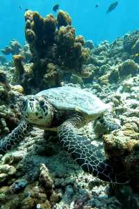Ideal Stay for Manta Rays