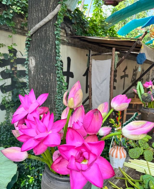 濟南最美楊柳垂岸 濟南最美楊柳垂岸