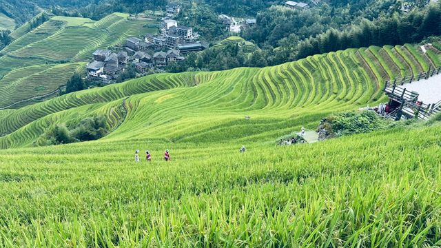 龍脊梯田|10月金色海浪拍照全攻略 龍脊梯田|10月金色海浪拍照全攻略