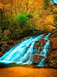 光霧山紅葉期告急