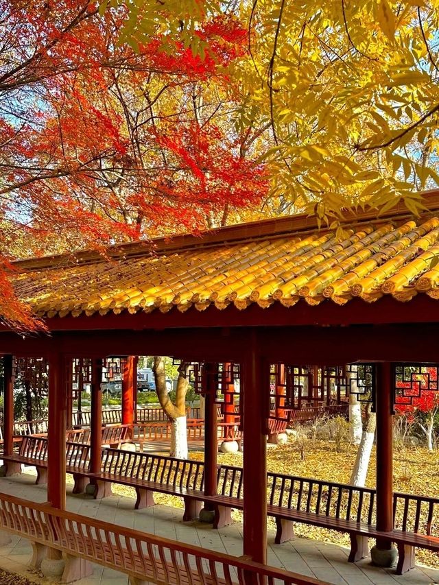 誤入童話世界，青山公園三色治癒之旅:

一、秋日必賞三絕：定格不同色系的秋景
 
1. 銀杏大道·鎏