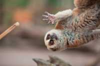 來普洱太陽河森林公園，去動物家裡做客