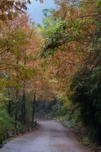 成都周邊一日往返，個不廢腿的彩林秘境