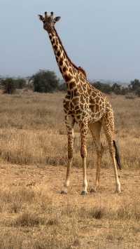 Exceptional Safari Adventure