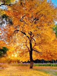 奧森賞秋攻略粉黛子·銀杏·花海·紅葉…