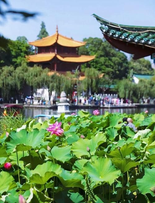 昆明夏日頂流大觀樓荷塘美成莫奈花園