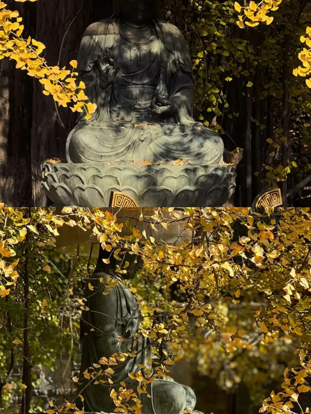 Xi'an | The Millennium Ginkgo Tree of Gu Guanyin Zen Temple