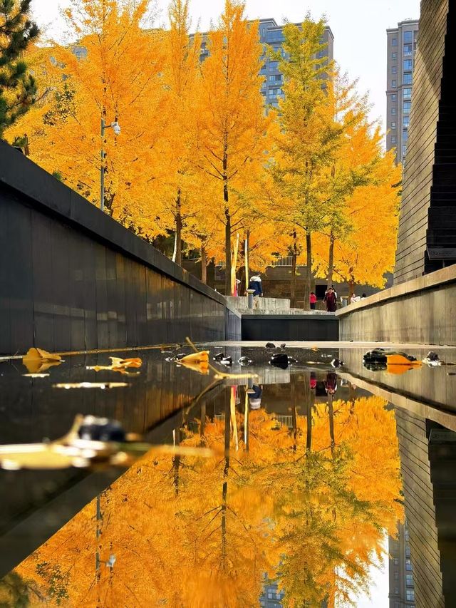 墜入滿屏金黃人們會反覆愛上西安的秋天 墜入滿屏金黃人們會反覆愛上西安的秋天