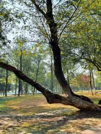 長沙小眾公園天花板磨盤洲生態公園溜娃不擠人