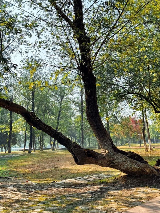 長沙小眾公園天花板磨盤洲生態公園溜娃不擠人 長沙小眾公園天花板磨盤洲生態公園溜娃不擠人