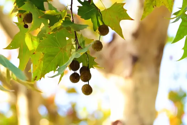 Shanghai Zoo's Autumn Fruit Feast