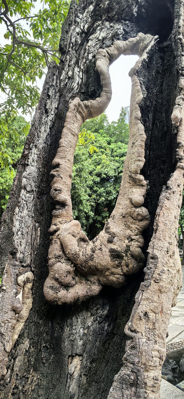 福州的禪意時光