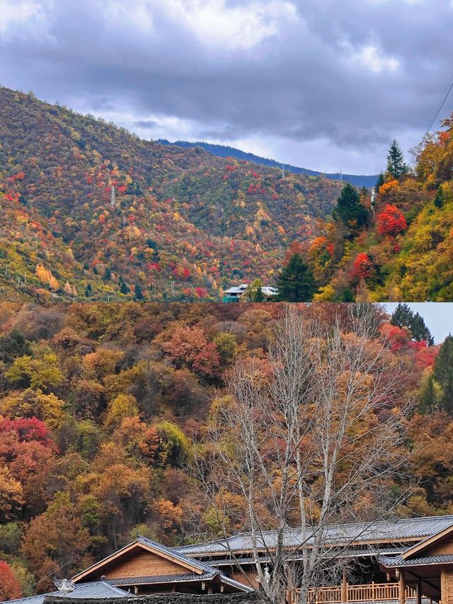 11月中旬平武縣秋日秘境完整攻略 11月中旬平武縣秋日秘境完整攻略