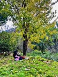🍂 A Quiet Afternoon at Ziwei Mountain Villa