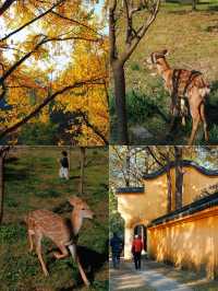 上海杭州周邊｜不在奈良，在諸暨